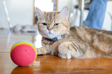 cat play with red ball