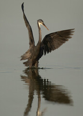 Closeup of  Western reef heron fishing with reflection on water at Busaiteen coast, Bahrain