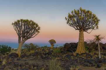 Trees Quiver trees (Joshua Tree) growing on the hill between the stones at Sunrise.