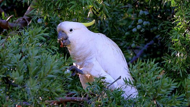 Sulphur yellow crested white cockatoo feeding feeding in a Sydney Suburban Park NSW Australia