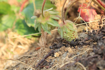 wild garden strawberry macro photo