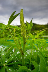 close up of a plant (Vorarlberg, Austria)