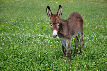 young donkey in green field countryside farm baby animal jackass livestock