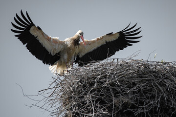 Storch landet am Horst
