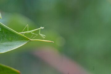 カマキリの視線