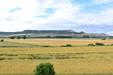 Fototapeta premium Viewpoint of the plain of the Pisuerga river. Cereal fields of Castilla y Leon, Spain.