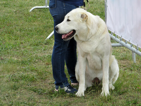 Central Asian shepherd dog at a dog show