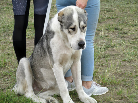 Central Asian shepherd dog at a dog show