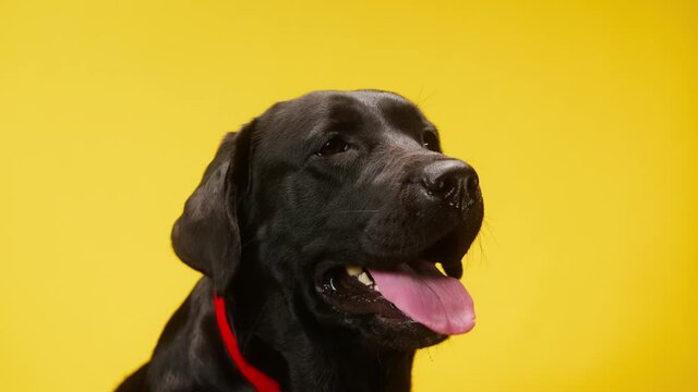 Black labrador wearing red collar on yellow background, dark retriever dog with open mouth and tongue out close up. Shooting domestic pet in studio.