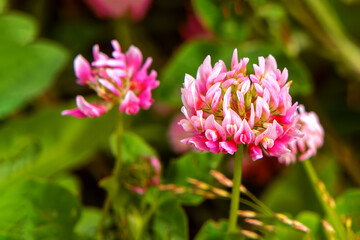 Pink fluffy wild clover flower close up