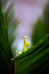 Exotic little Baby Mantis isolated in green natural background for macro photography images collection