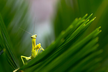 Exotic little Baby Mantis isolated in green natural background for macro photography images collection