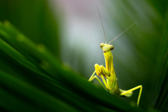 Exotic little Baby Mantis isolated in green natural background for macro photography images collection
