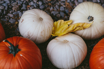 pumpkins on the market