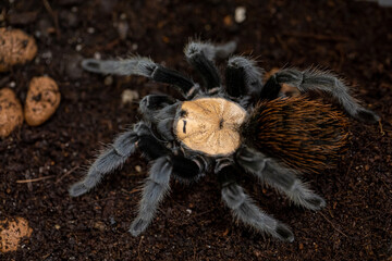 beautiful female Mexican golden red rump tarantula (Brachypelma albiceps). Top view, horizontal
