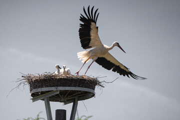 Storch mit Nachwuchs verlässt den Horst