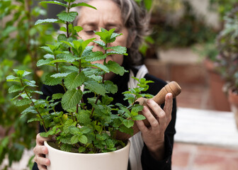 Senior woman caring about potted plant in garden