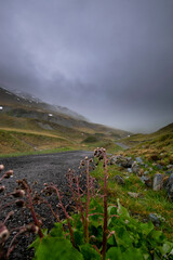 Road to the misty mountains (Vorarlberg, Austria)