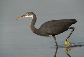 Closeup of a Western reef heron fishing at Busaiteen coast, Bahrain