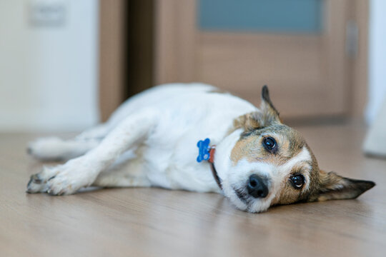 Upset ill sick dog is lying on the floor with a sad look, suffering from pain, disease. Big lonely bored dog is waiting, missing his owner at home.