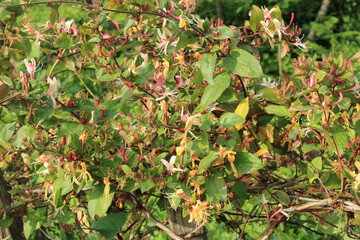 lonicera caprifolium flower macro photo