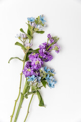 Fototapeta premium Flower hackelia velutina and Matthiola incana isolated on white background.
