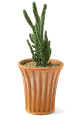 A cactus plant in terracotta pot on white background.