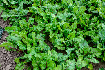 bottom view of fresh tops of beetroot on garden (Beta vulgaris)