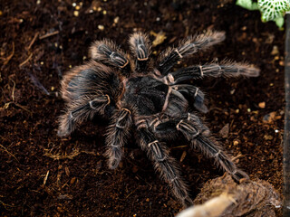 female Lasiodora parahybana, Brazilian ptitseyad pink is one of the largest spiders in the world....