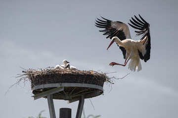 Storch landet am Horst um den Nachwuchs zu versorgen