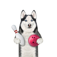A dog husky bowler holds a bowling pin and a red ball. White background. Isolated.