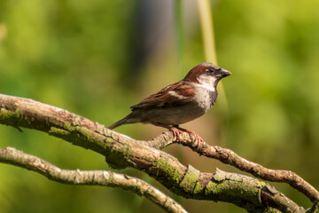 Spatz sitzt auf Ast