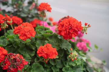 Colourful Geranium on a sunny day in Ontario Canada