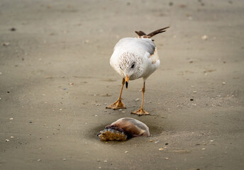 Seagull foraging on sand on Jekyll Beach in Georgia.