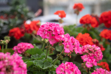 Colourful Geranium on a sunny day in Ontario Canada