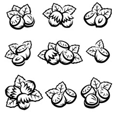 Hazelnut nuts set. Collection icon hazelnut nuts. Vector