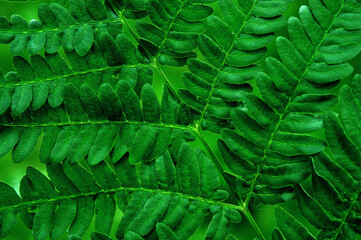green background of fern leaves close up