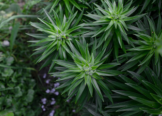 bright green plant top viewbright green spring plant top view. desktop wallpapers