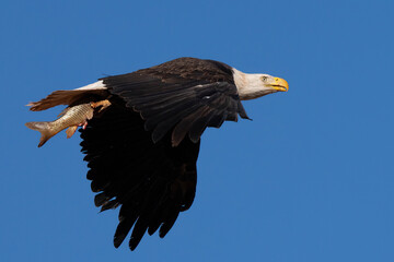 American Bald Eagle