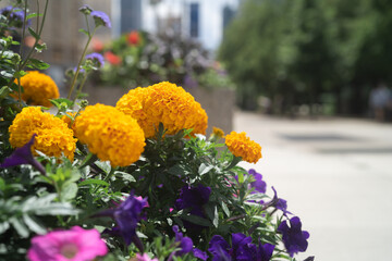 Marigold on a sunny day in Ontario Canada