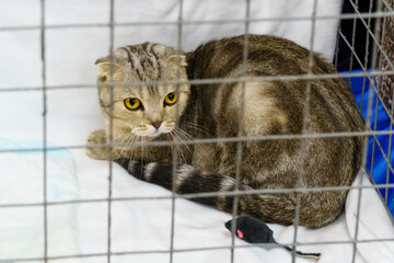 Young purebred Scottish Fold cat in a cage at a cat show