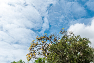 Obraz premium Ipê na Costa da Lagoa da Conceição, Florianópolis, Santa Catarina.