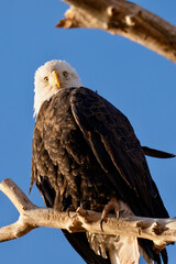 American Bald Eagle