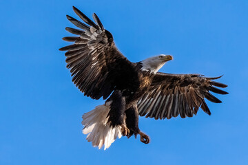 American Bald Eagle