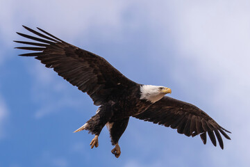 American Bald Eagle