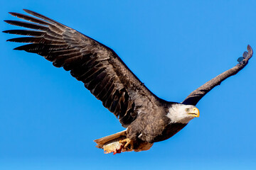 American Bald Eagle