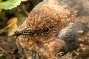 Nahaufnahme von einem Vogel im Sitzen