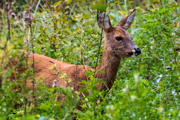 Nahaufnahme vom Reh im Busch 