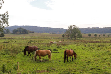Naklejka na ściany i meble Pferde im Feld beim Grasen