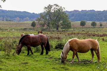 Pferde im Feld beim Grasen